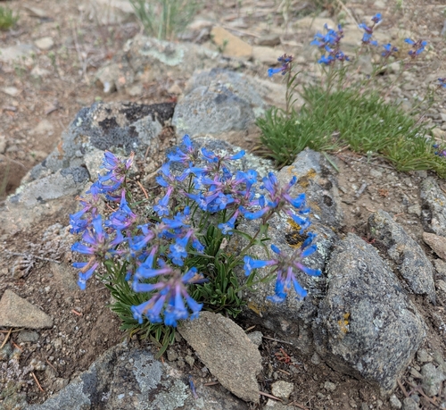 Penstemon aridus