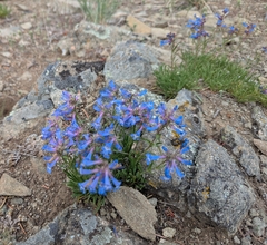 Penstemon aridus