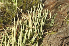 Cladonia ramulosa