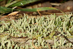 Cladonia rigida