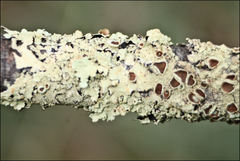 Flavoparmelia rutidota