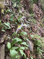 Erythronium multiscapideum