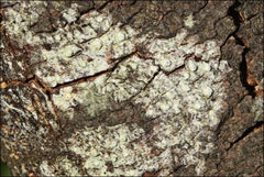 Pertusaria pertractata