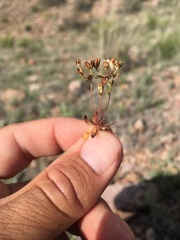 Androsace occidentalis