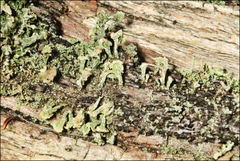 Thysanothecium scutellatum