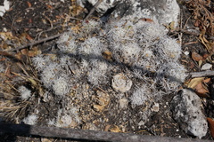 Mammillaria sphacelata