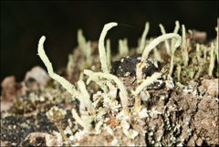 Cladonia ramulosa