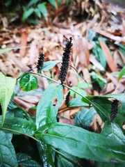 Veronicastrum stenostachyum
