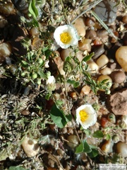 Wissadula glechomifolia