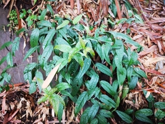 Veronicastrum stenostachyum