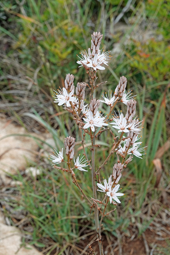 Asphodelus ramosus, photograph 3