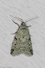 Maliattha concinnimacula