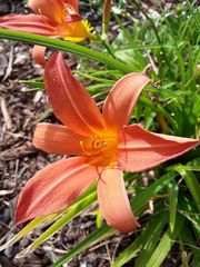 Hemerocallis