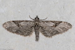 Eupithecia bolterii