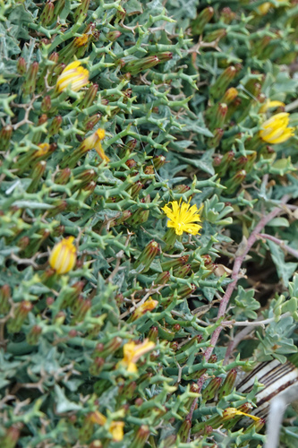 Launaea cervicornis, photograph 1