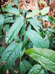 Veronicastrum stenostachyum