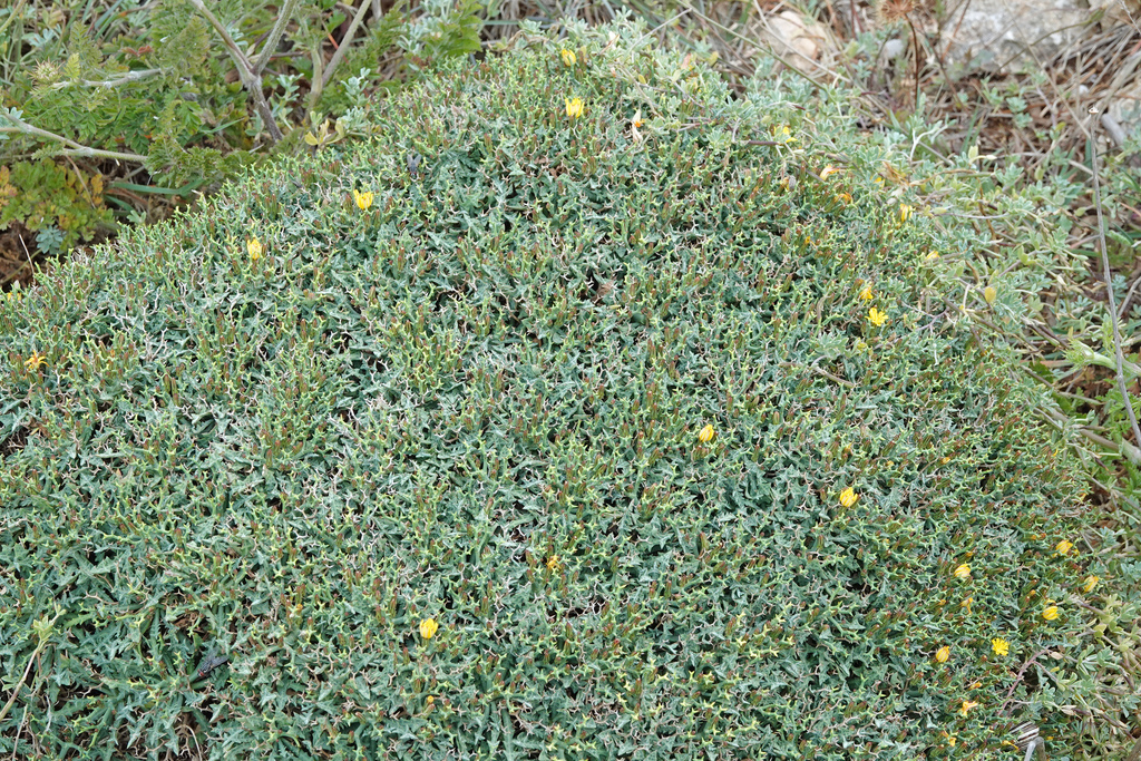 Launaea cervicornis; photograph (c) Roy Lowry, some rights reserved (CC BY)
