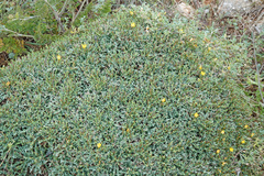 Launaea cervicornis