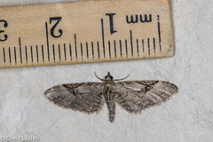 Eupithecia bolterii