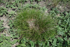 Carex humilis, photograph (c) Aleksei Baushev, some rights reserved (CC BY)