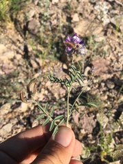 Astragalus emoryanus