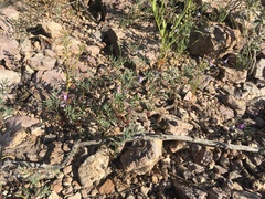 Astragalus emoryanus