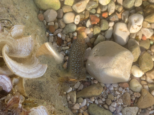 Peacock Blenny
