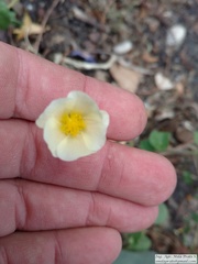 Wissadula glechomifolia