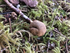 Elaphomyces muricatus