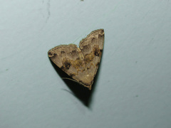 Sinarella nigrisigna