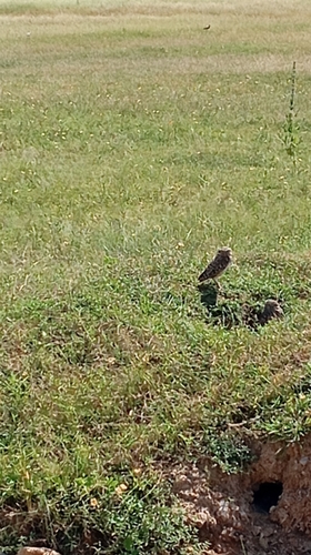 Burrowing Owl