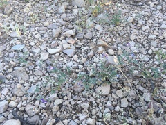 Astragalus emoryanus