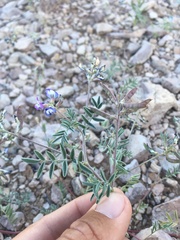 Astragalus emoryanus