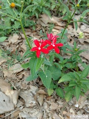 Oxypetalum coccineum