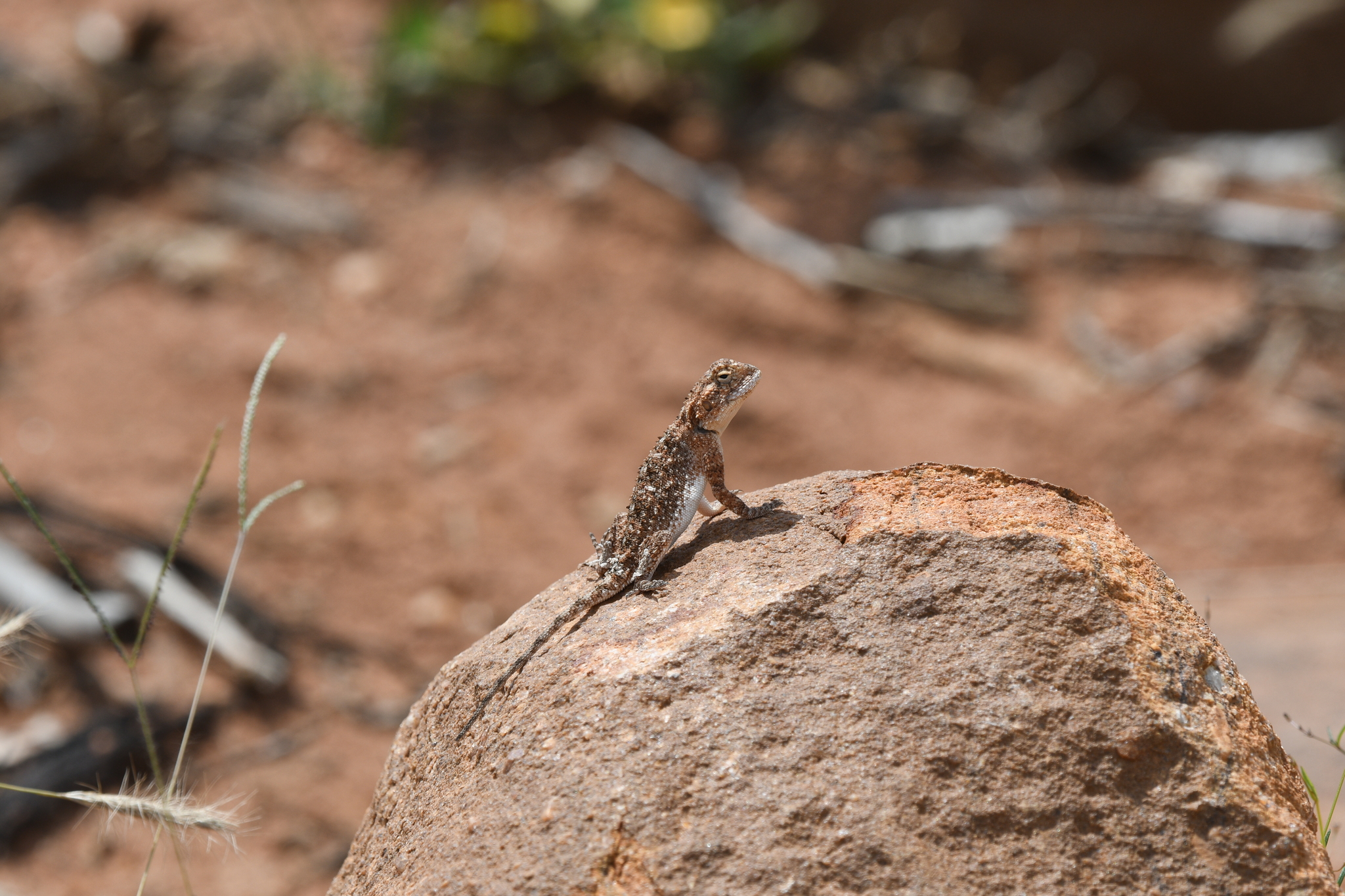 Agama aculeata distanti (Boulenger, 1902)