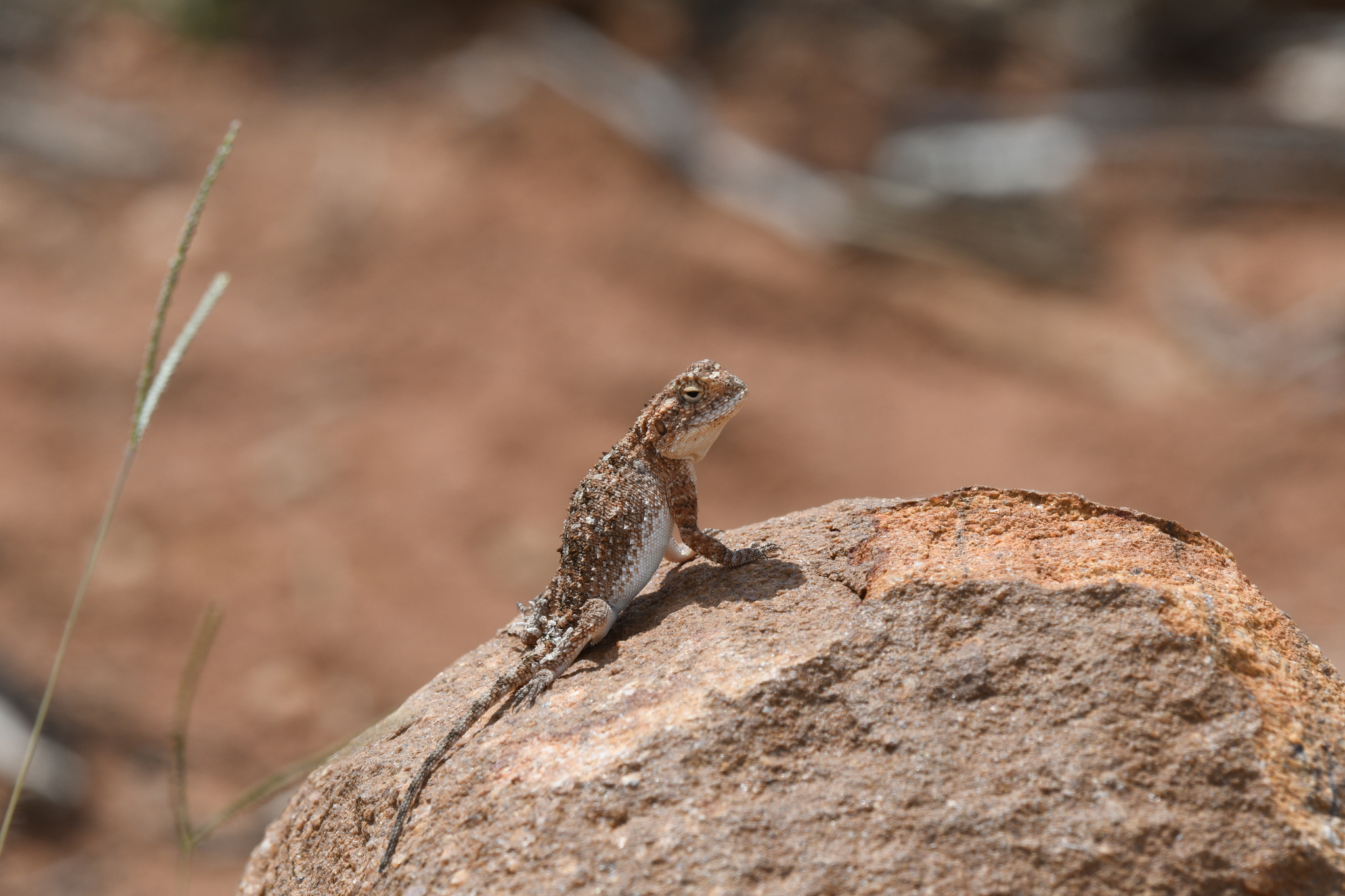 Agama aculeata distanti (Boulenger, 1902)