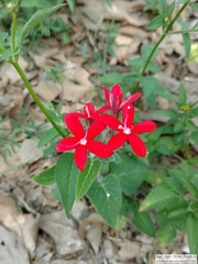 Oxypetalum coccineum