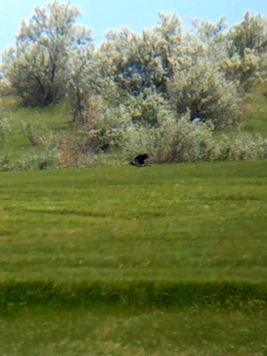 Hooded Crow