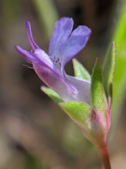 Collinsia sparsiflora