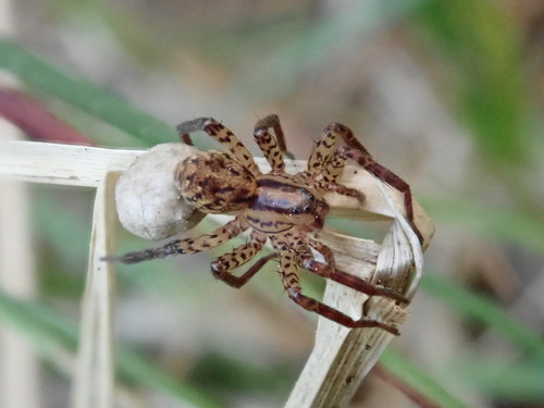 Marsh Wolf Spider