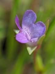 Collinsia sparsiflora