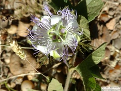 Passiflora chrysophylla