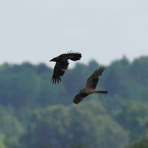 iNaturalist image