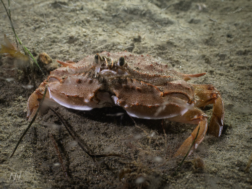 Calappidae observed 2026-05-04
