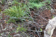 Davallia solida pyxidata