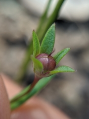 Collinsia sparsiflora