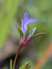 Collinsia sparsiflora
