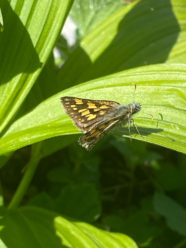 Chequered Skipper
