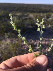 Lappula occidentalis cupulata