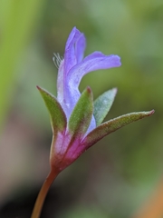 Collinsia sparsiflora
